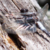 Chalk-fronted Corporal (male) Skimmer Dragonfly