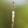 Trapline Spider