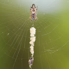 Trapline Spider