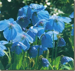 meconopsis_sheldonii