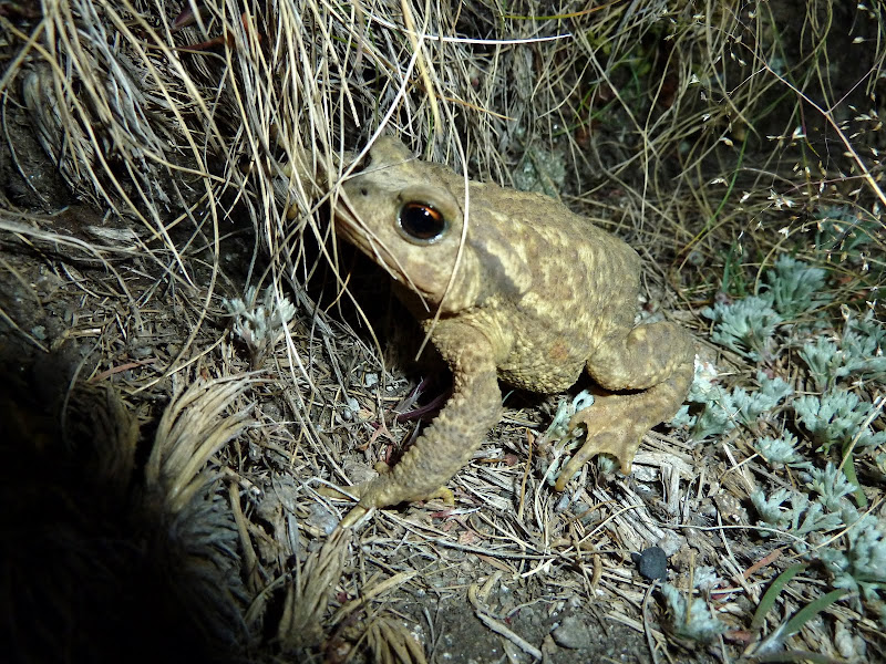 Sapo