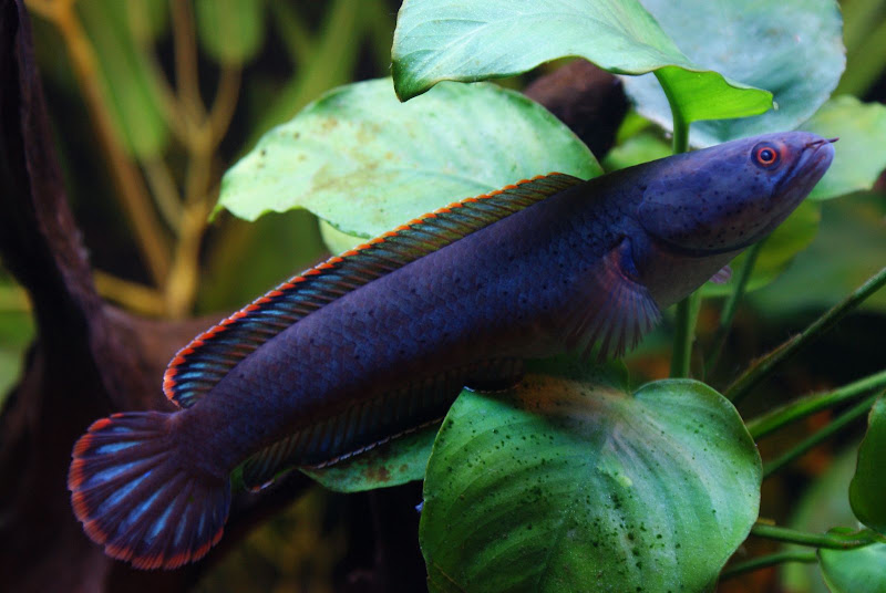 ID this channa | MonsterFishKeepers.com