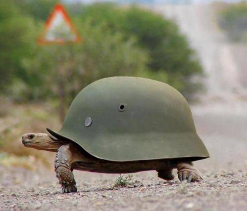 Turtle-Soldier