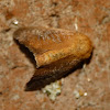 Crowned slug