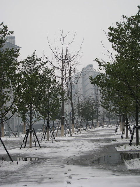 紫竹之雪 - 14
