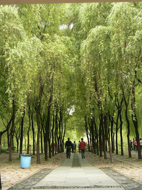 杀风景