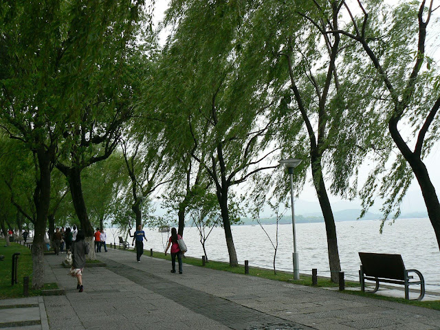 西湖边一排柳树