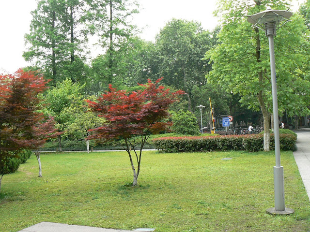 小枫树
