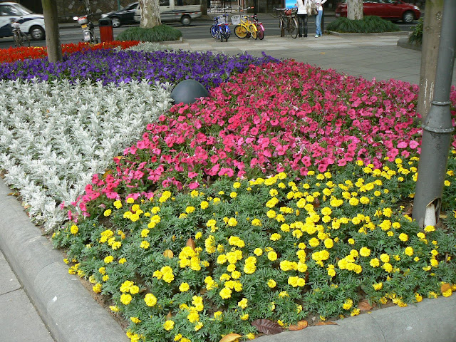 五颜六色的花朵