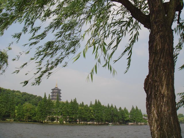 杨柳飘飘