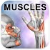Learn Muscles: Anatomy1.5.8 (Paid)