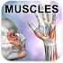 Learn Muscles: Anatomy1.5.8 (Unlocked)