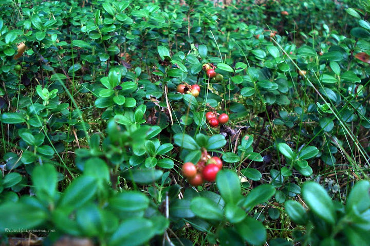 Осударева дорога. Карелия 2010. 