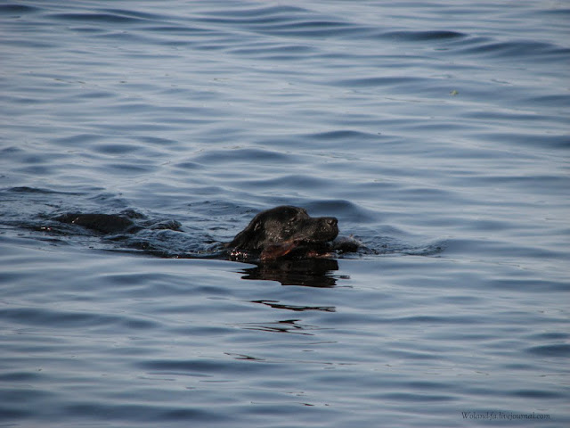 Осударева дорога. Карелия 2010. 