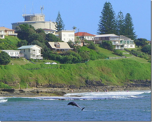 Dolphins Jumping