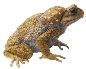 [Cane toads[4].jpg]