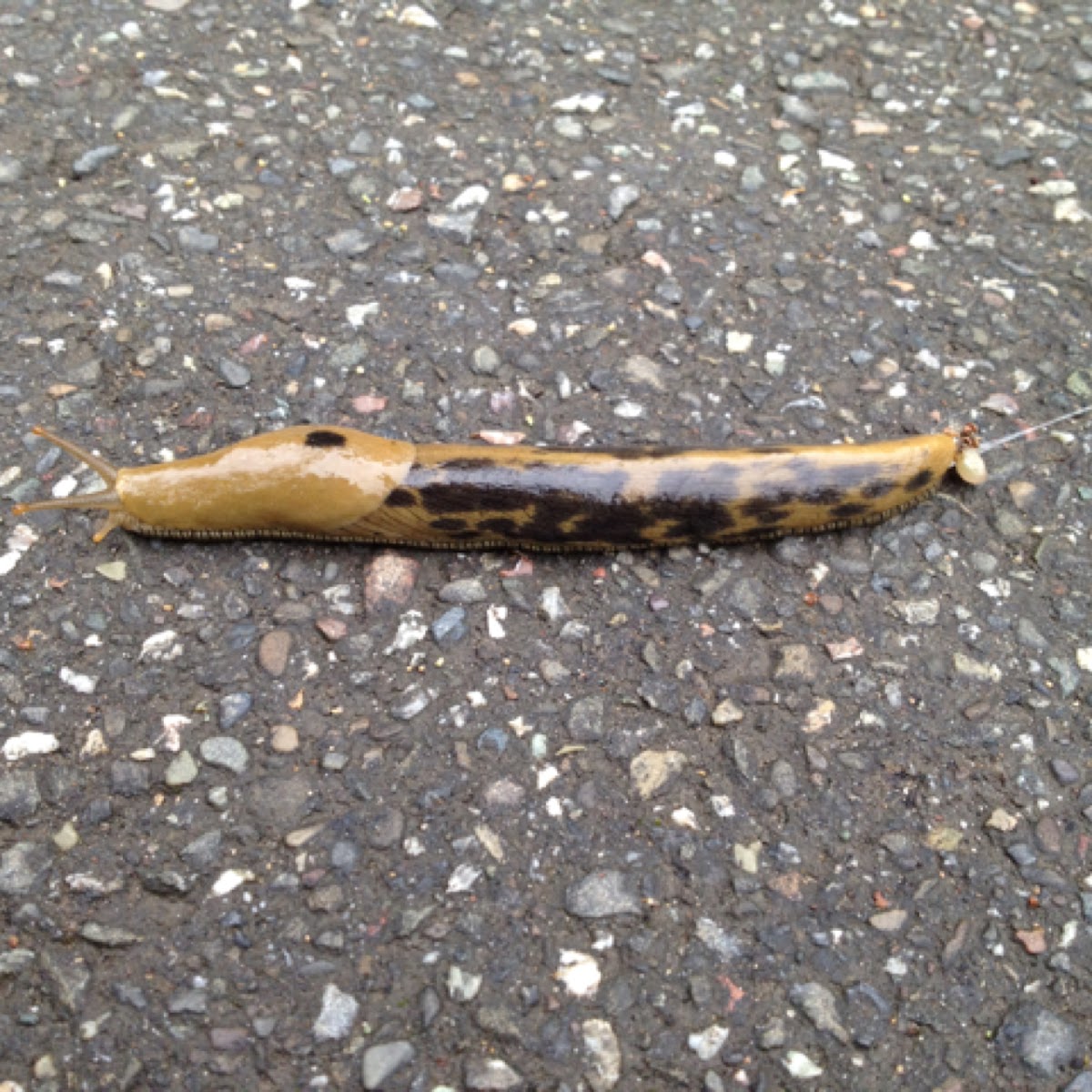 Spotted Banana Slug