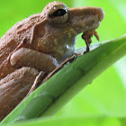 Boulenger's snouted tree frog