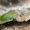 Thistle tortoise beetle