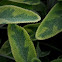 Salvia, colored