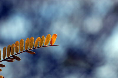 https://lh3.ggpht.com/_VzG9xhJEI-Y/RYiYOYRyC4I/AAAAAAAAADM/caa3GhL3-RM/s400/DSC_0040_sumac_400.jpg