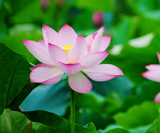 Lotus Live Wallpaper