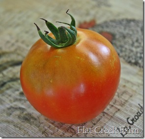 1st_tomato