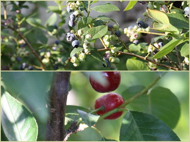 [cherries_blueberries[6].jpg]