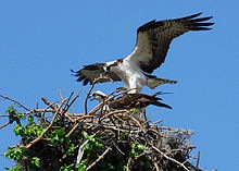 [Ospreys on Nest[4].jpg]