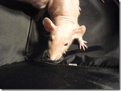 Forensics GRCHS hairless rats 035