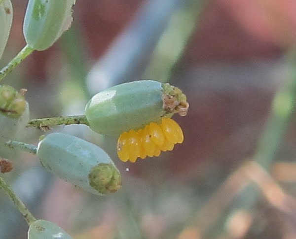 Ladybug Eggs | Project Noah