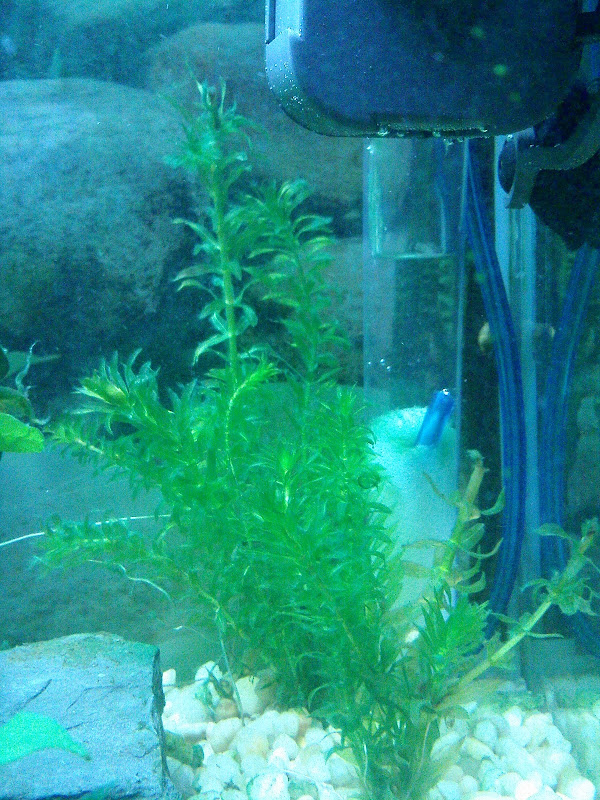 My "I'm going to kill you algae" Tank Journal - Aquarium Advice ...