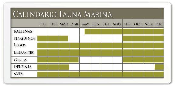 Calendario fauna península valdés argentina