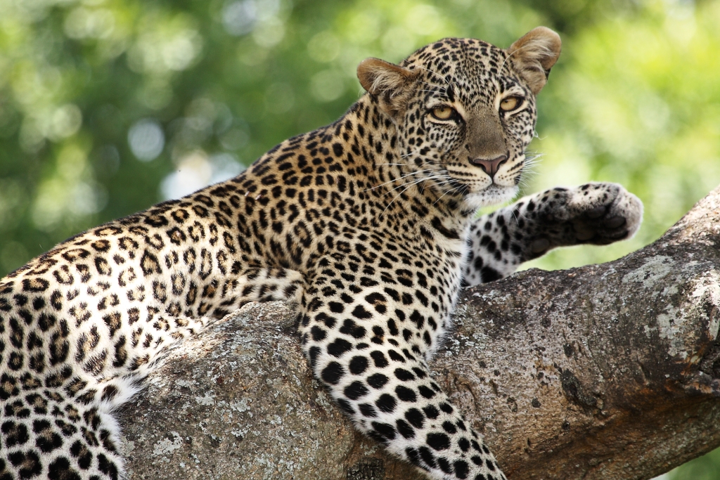 Leopardo en el Viaje a Zambia