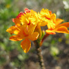 Epidendro