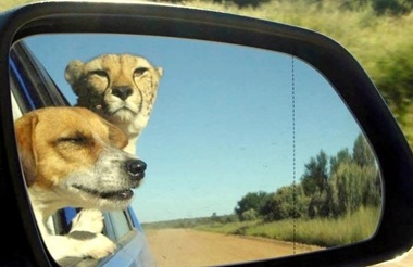 Hey pup, objects in mirror are closer than they appear