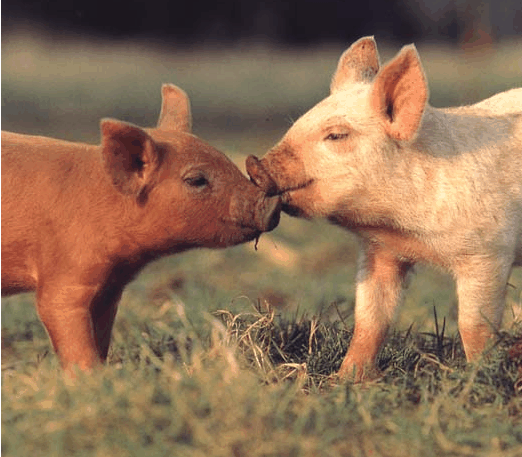 Piglet_cute_fun_pigs_03.gif