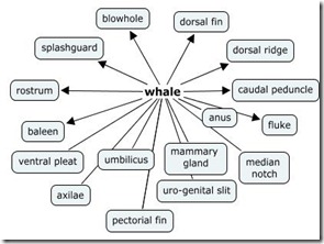 KM - whale - bubble map