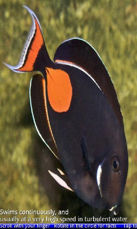 Marine Aquarium Fish Screen 2