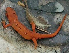 [salamander[3].jpg]