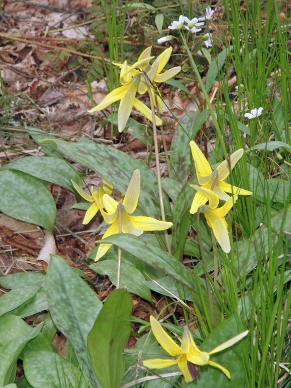 [030Trout Lily[3].jpg]