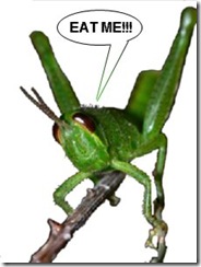 grasshopper_big_green