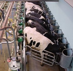 [dairy_cows_milking_23.jpg]