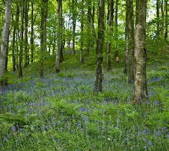 FOREST WALLPAPERS Screenshots 14