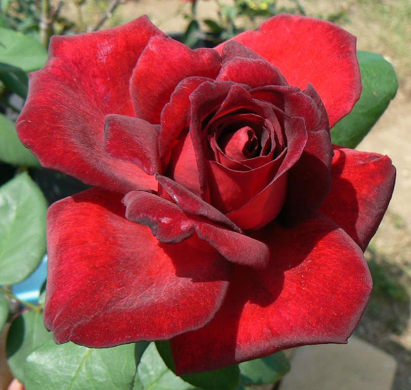 cee-garden82.jpg