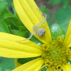 Flower Spider (female)