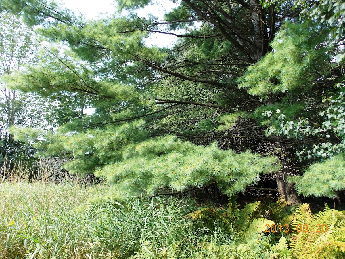 Eastern White Pine