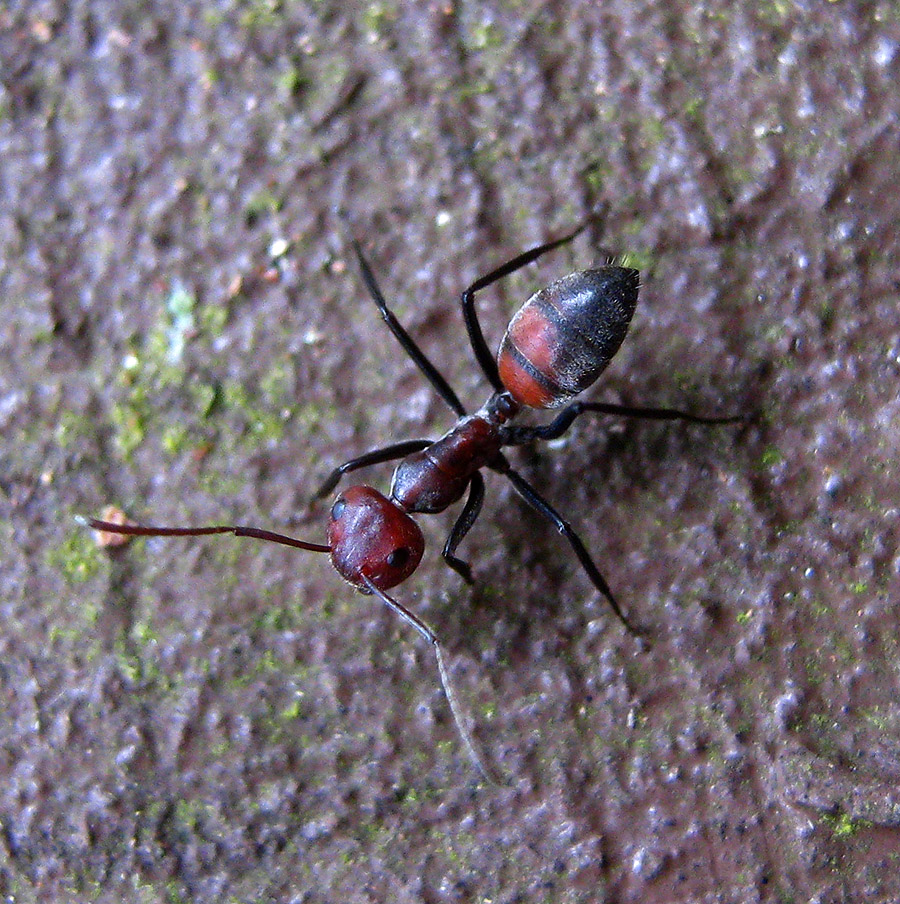Red-Black Ant