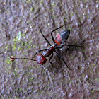 Red-Black Ant