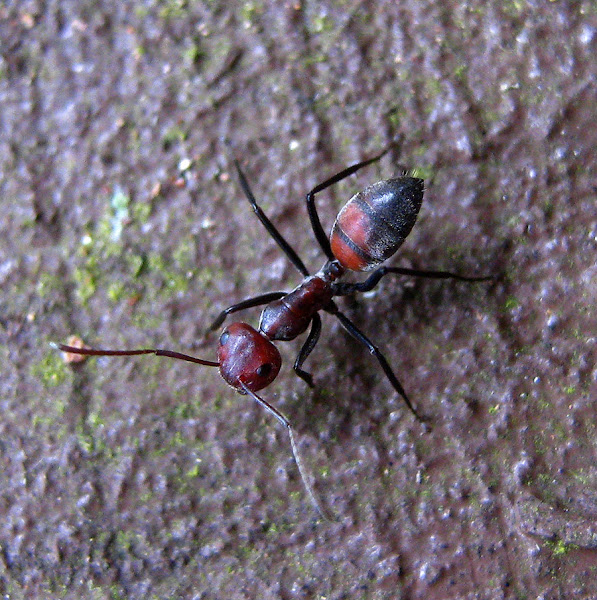 RedBlack Ant Project Noah